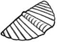 brachio- illustration
