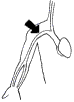 brachio- illustration