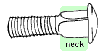 neck illustration