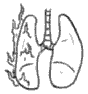 pleuro- illustration