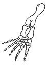 tetra- illustration